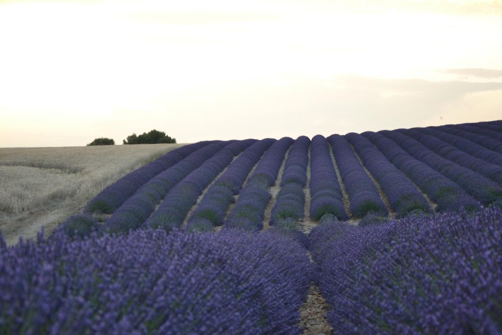 Les Terrasses De Valensole Acomodação com café da manhã Exterior foto